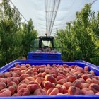 La campanya de paraguaians viu les últimes setmanes de comercialització aquesta campanya. - E.M.M.