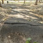 Paviment aixecat en un passeig de la ciutat de Lleida. - JORDI ECHEVARRIA