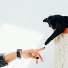 Qué significa hablarle a las mascotas como si fueran humanos, según la psicología