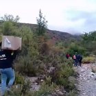 Cau un grup criminal dedicat al cultiu de marihuana en un bosc de Tremp
