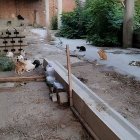 A la colònia felina viuen una trentena de gats. - SOS BIGOTIS BALAGUER