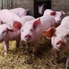 L’impacte dels aranzels pot arribar a ser de 8 i fins i tot 10 euros per porc. - EUROPA PRESS