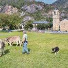Un pastor, guiant ahir amb el seu gos tres vedells durant el certamen. - PATRONAT DE LA VALL DE BOÍ