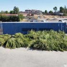 Plantes de marihuana acumulades a l'exterior de la comissaria de les Borges Blanques.