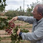Ramon Boleda destaca la qualitat de la producció de pistatxo en aquesta finca del Tarròs. - LAIA PEDRÓS