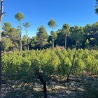 Els Mossos i els Rurals amb un dels detinguts en una botiga. - MOSSOS D’ESQUADRA