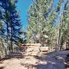 Arbes taladi en bòsc municipau de Les.