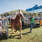 Un dels cavalls participants en el concurs comarcal. - A. TORRE DE CAPDELLA