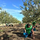 Voluntaris van plegar ametlles d’un camp ja collit. - GOVERN