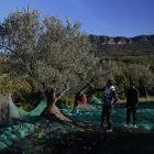La recol·lecció es porta a terme amb sacsejadors elèctrics. - I. C