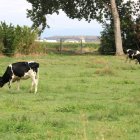 El brot ha obligat a sacrificar 123 vaques d’una explotació. - ACN