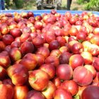 Les nectarines incrementen en un 361% el preu en el trajecte d’arribada als lineals. - MAGDALENA ALTISENT
