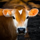 Luke Stackpoole / Unsplash