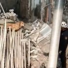 Gossos policia van participar en la recerca de les víctimes. - POLICIA NACIONAL
