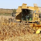 Imatge de collita de panís en una finca de Torregrossa. - ORIOL BOSCH/ACN