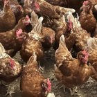 Lleida és la setena demarcació espanyola amb més cens de gallines ponedores. - FEDERACIÓ AVÍCOLA CATALANA