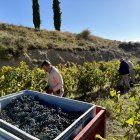 Veremant la varietat pirine a la finca de Torres al Pallars Jussà.