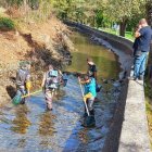 Agents Rurals i personal de Forestal Catalana participen en el rescat de peixos a la central de Sort. - LAS NOGUERAS GUÍAS DE PESCA