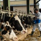 Agricultura va iniciar dijous la vacunació. - CONSELLERIA D’AGRICULTURA/X