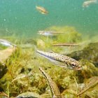 Activitat divulgativa en un llac d’alta muntanya. - LIFE RESCUE ALPYR