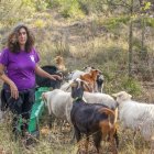La iniciativa es va posar en marxa ahir en una finca de Tarrés i estarà controlada per dos pastores. - ÀLEX SAMPER