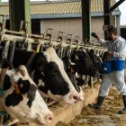 Un veterinari vacuna animals en una granja de vedells de Girona. - CONSELLERIA D’AGRICULTURA VIA ACN