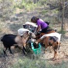 Les cabres, abeurant. - ALBA MOR/ACN