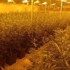 Una imagen de la plantación de marihuana.