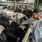 Un veterinari vacunant vaques infectades per la Dermatosi Nodular Contagiosa a l'Alt Empordà.