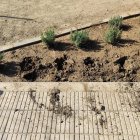 Plantes vandalitzades al carrer Doctor Fleming