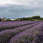 Imatge d'arxiu d'Aromes de Can Rosselló