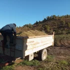 Un productor omplint un carro amb olives acabades de collir.