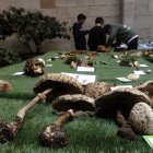 Una de les espècies exposades a la 35a exposició de bolets de tardor al pati de l'IEI, a Lleida.