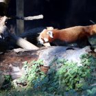 Un panda vermell al Zoo de Barcelona.