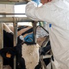 Un veterinari vacunant contra la dermatosi en una granja.