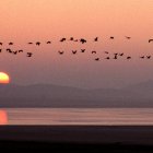 Una bandada de grullas sobrevuela la laguna de Gallocanta en Aragón, en una fotografía de archivo.