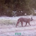 Imatge del linx que van captar les càmeres dels Rurals al maig. - AGENTS RURALS