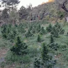 En total han decomissat 5.775 plantes. - GUÀRDIA CIVIL