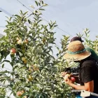 Dos treballadors de temporada cullen fruita en una plantació.