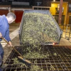 Entrada d’olives a la cooperativa de Maials per al processament. - JORDI ECHEVARRIA