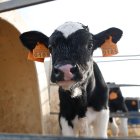 Un dels vedells vacunats amb el vaccí contra la dermatosi.