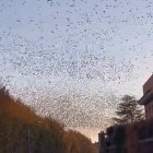 Queixes de veïns de Mollerussa per la plaga d’estornells: “és difícil que no et caigui un excrement a sobre”