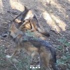 Dos dels cadells de llop.