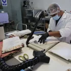 Els especialistes retallen les zones afectades pel fang al laboratori de la firma a Castelldans. - AMADO FORROLLA