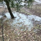 Efectes de la pedregada a oliveres del Segrià.