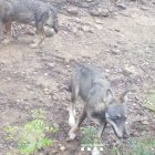 La camada de llops que ha aparegut a l'Alt Empordà.