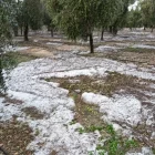 Imatge dels danys produïts pel granís en finques d’oliveres al Segrià. - CONSELLERIA D’AGRICULTURA/@METEOALMATRET