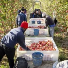 Collita de poma pink lady en una finca de Torre-serona. - JORDI ECHEVARRIA