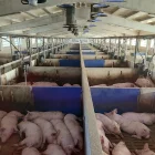 Imatge d’arxiu d’una explotació porcina. - SEGRE