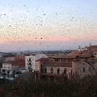 Les aus sobrevolant la Casa Canal i ocupant les copes dels arbres. - J. GÓMEZ